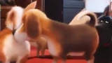 Tụi nó không biết mệt hả trời? :v